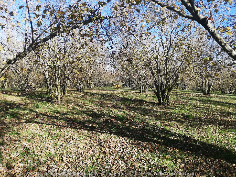 I008 - Terreno agricolo - Bassano in Teverina